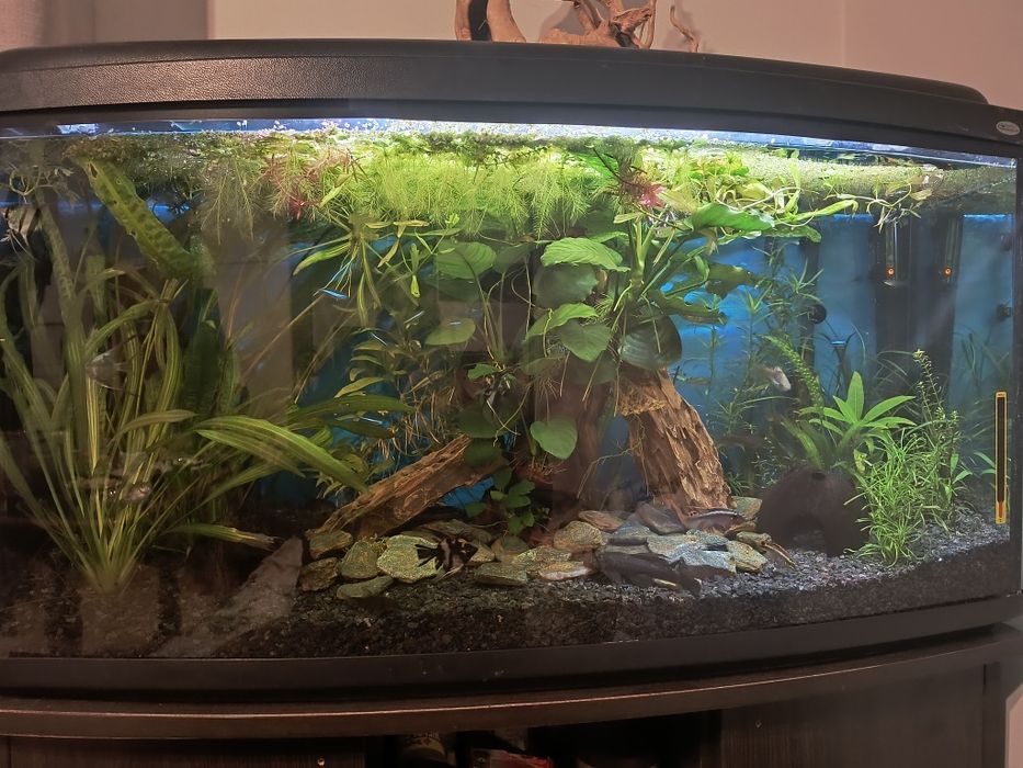 Akwarium z szafką z wyposażeniem 200l