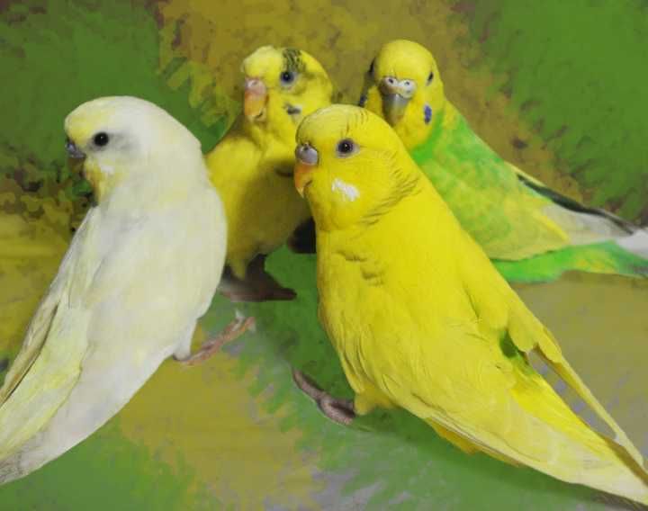 Волнистые попугаи молодые