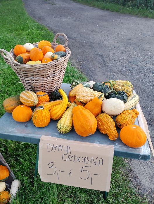 Dynia dekoracyjna