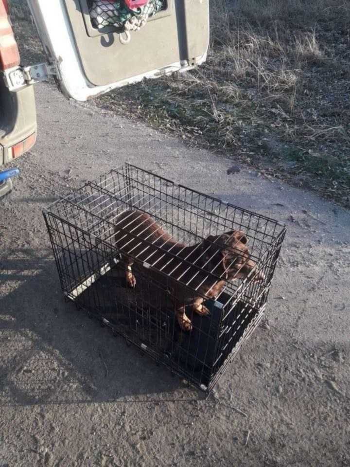 Перевозка животных за границу. Транспортировка животных за рубеж