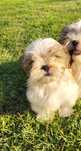 Shih tzu szczeniak pies