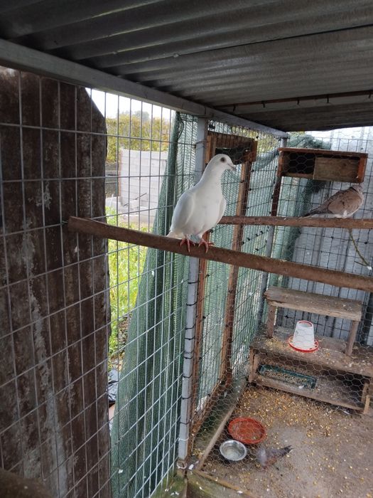 Vendo casal de pombas brancas novas
