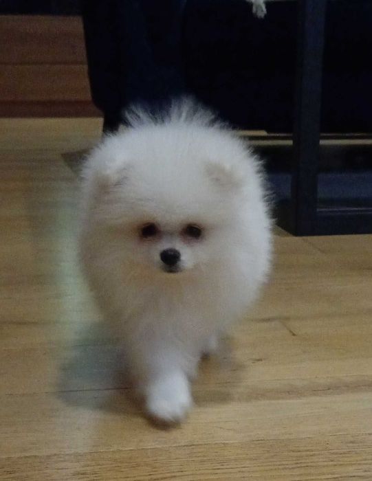 Szpic miniaturowy, pomeranian