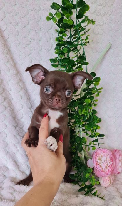 Excelente menino mini Chihuahua / Chiuaua de Qualidade