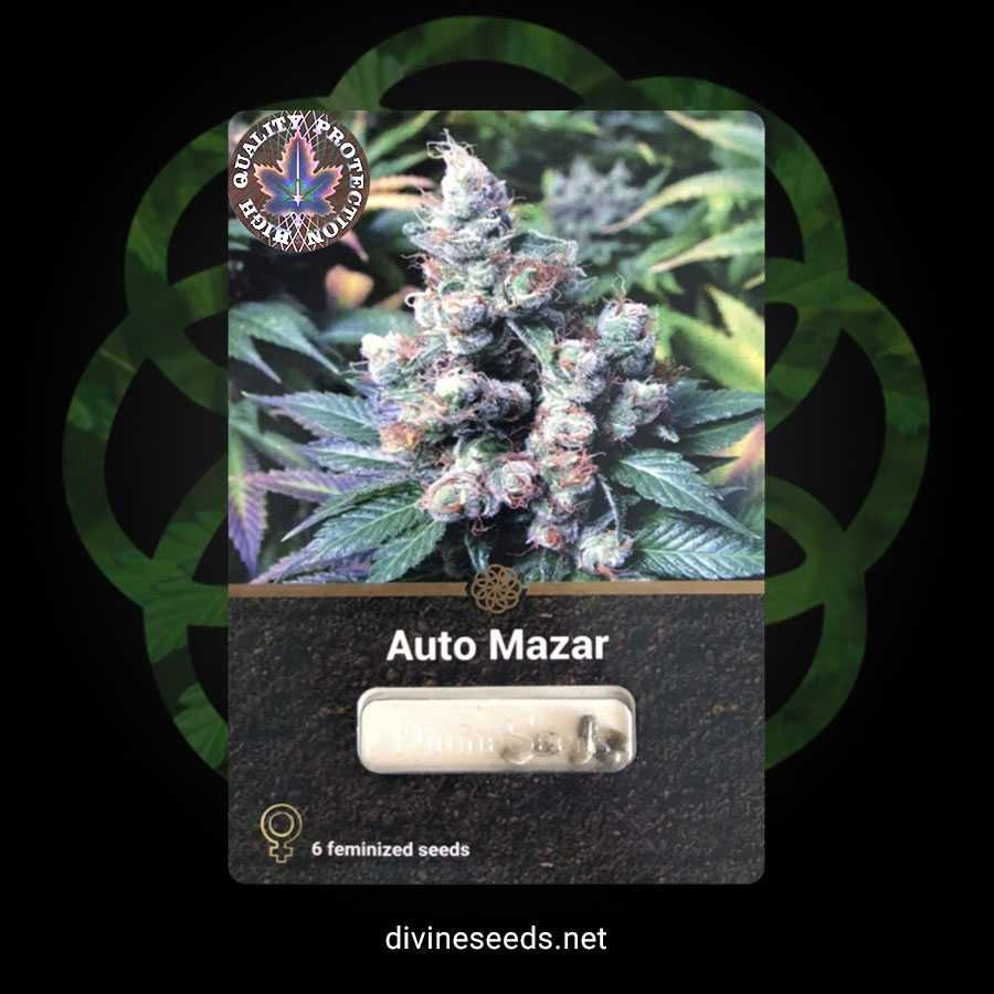Nasiona marihuany Auto Mazar | 100% gwarancja