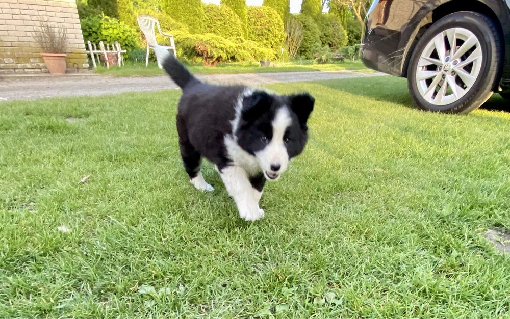 Border Collie suczka