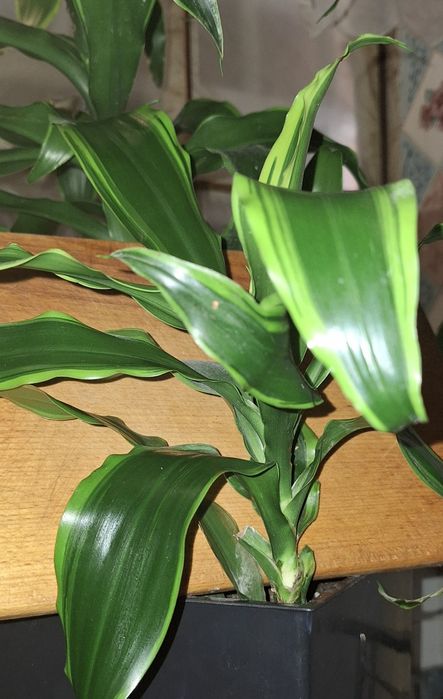 кімнатні рослини, квіти / цветы