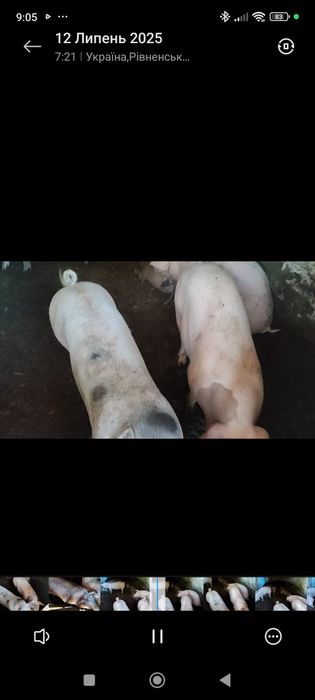 Продам свинки ремки на плем'я трьохпородний гібрид