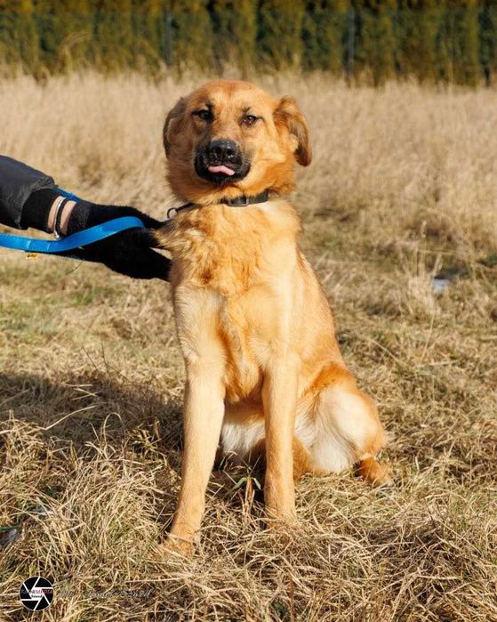 Kochana Pepsi w wieku 10 miesięcy szuka domu