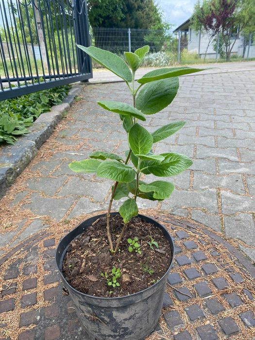 WYPRZEDAŻ - drzewka, sadzonki, krzewy ozdobne