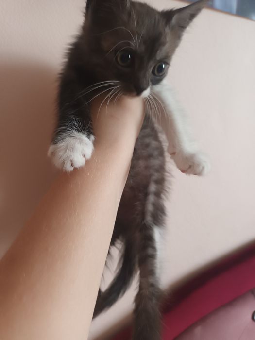 Віддам кошеня, Безкоштовно!