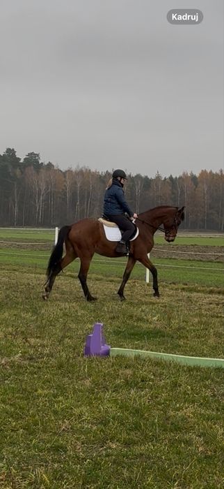 Klacz SP 4 lata 173cm