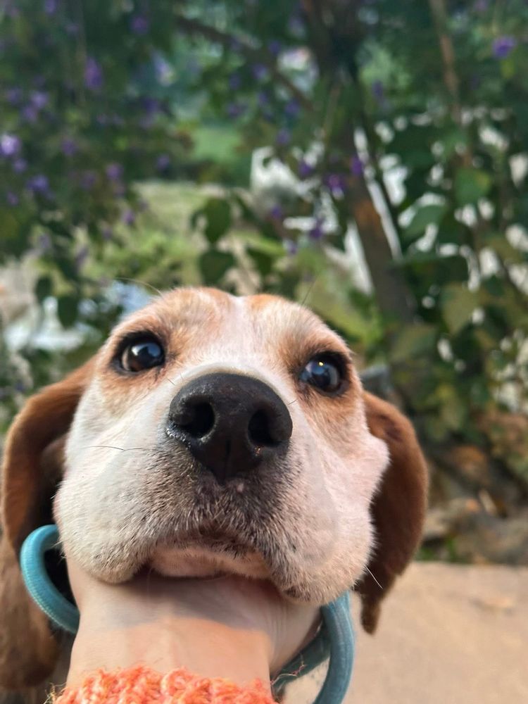 Malva - Beagle para adoção responsável