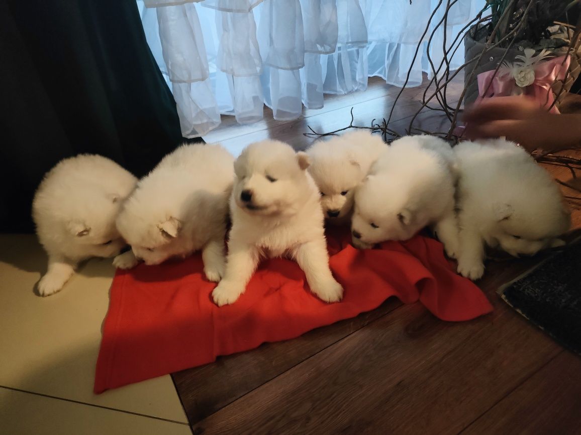 Szczeniaki rasy Samoyed/Samojed