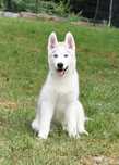 Siberian Husky, niebieskooki biało-srebrny chłopiec, ZKwP / FCI