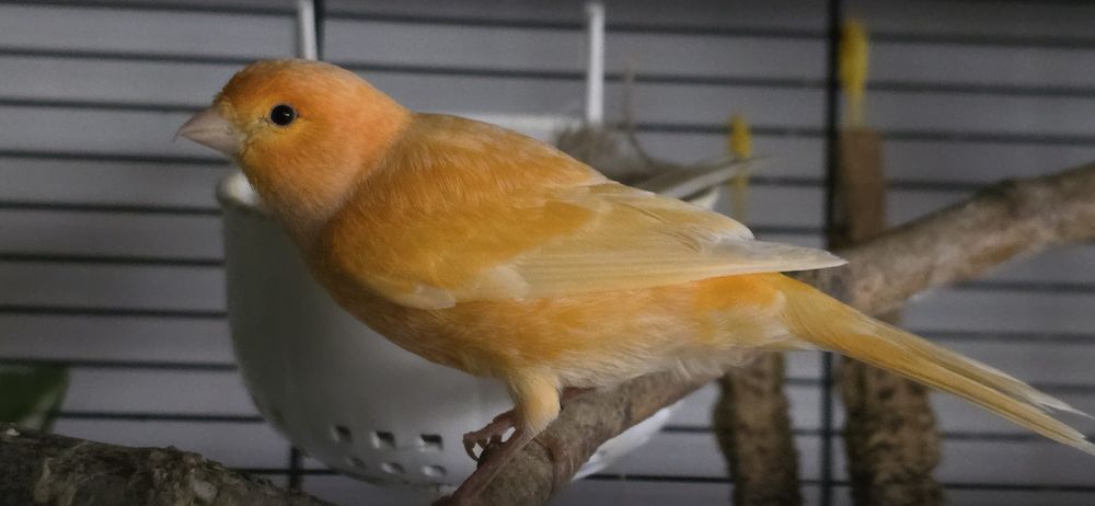 Sprzedam kanarka samca