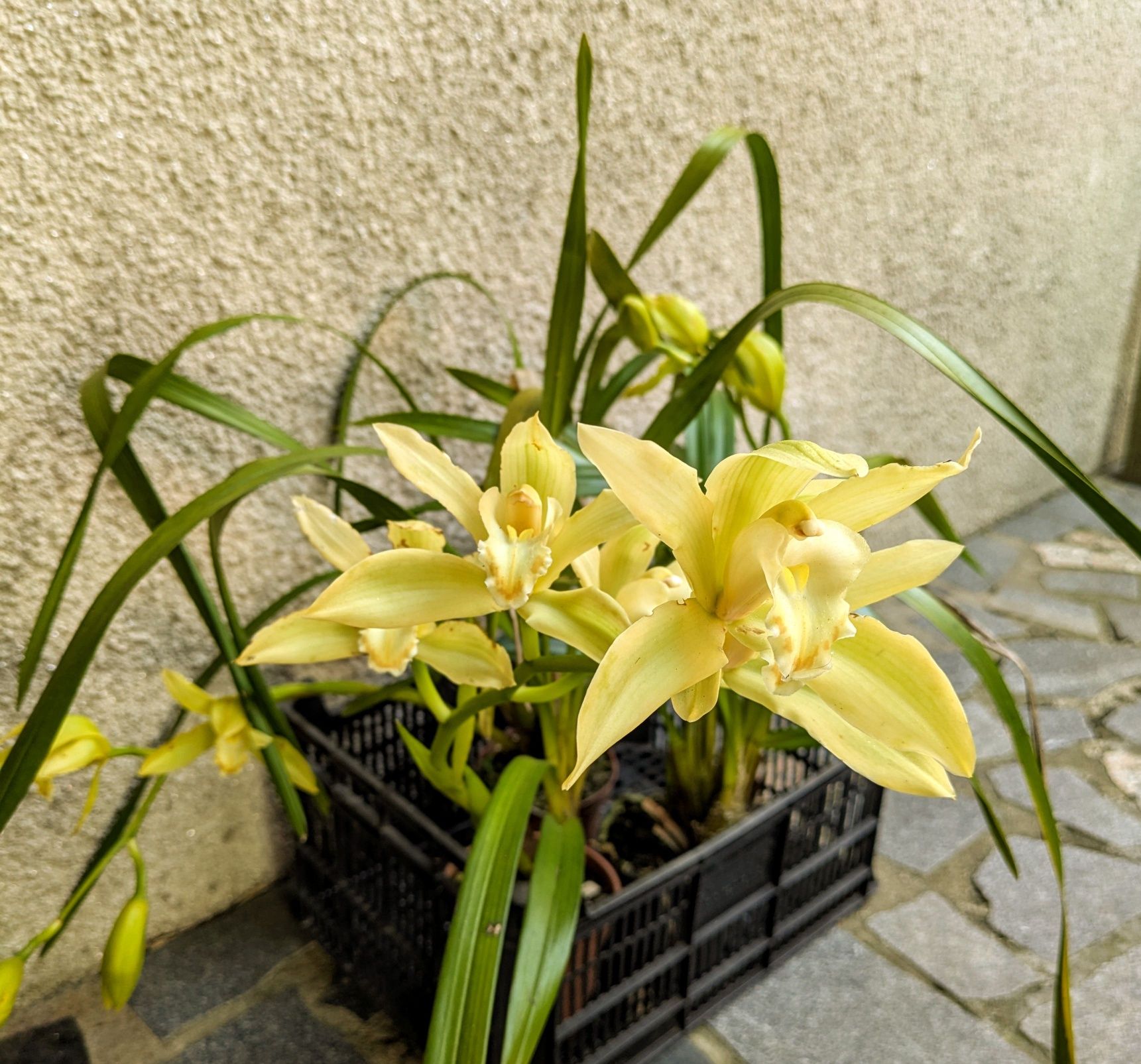 Orquídea de exterior