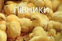 Курчата цыплята кури несушки Ломан Браун + Півники Півні Петушки