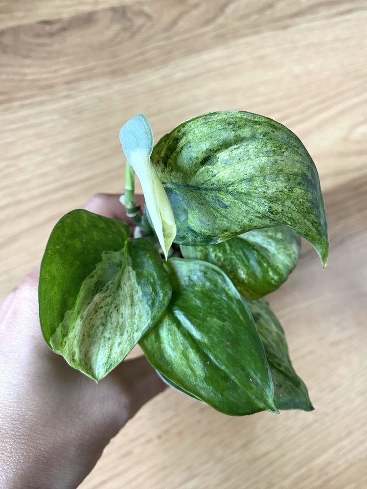 Scindapsus jade satin marble