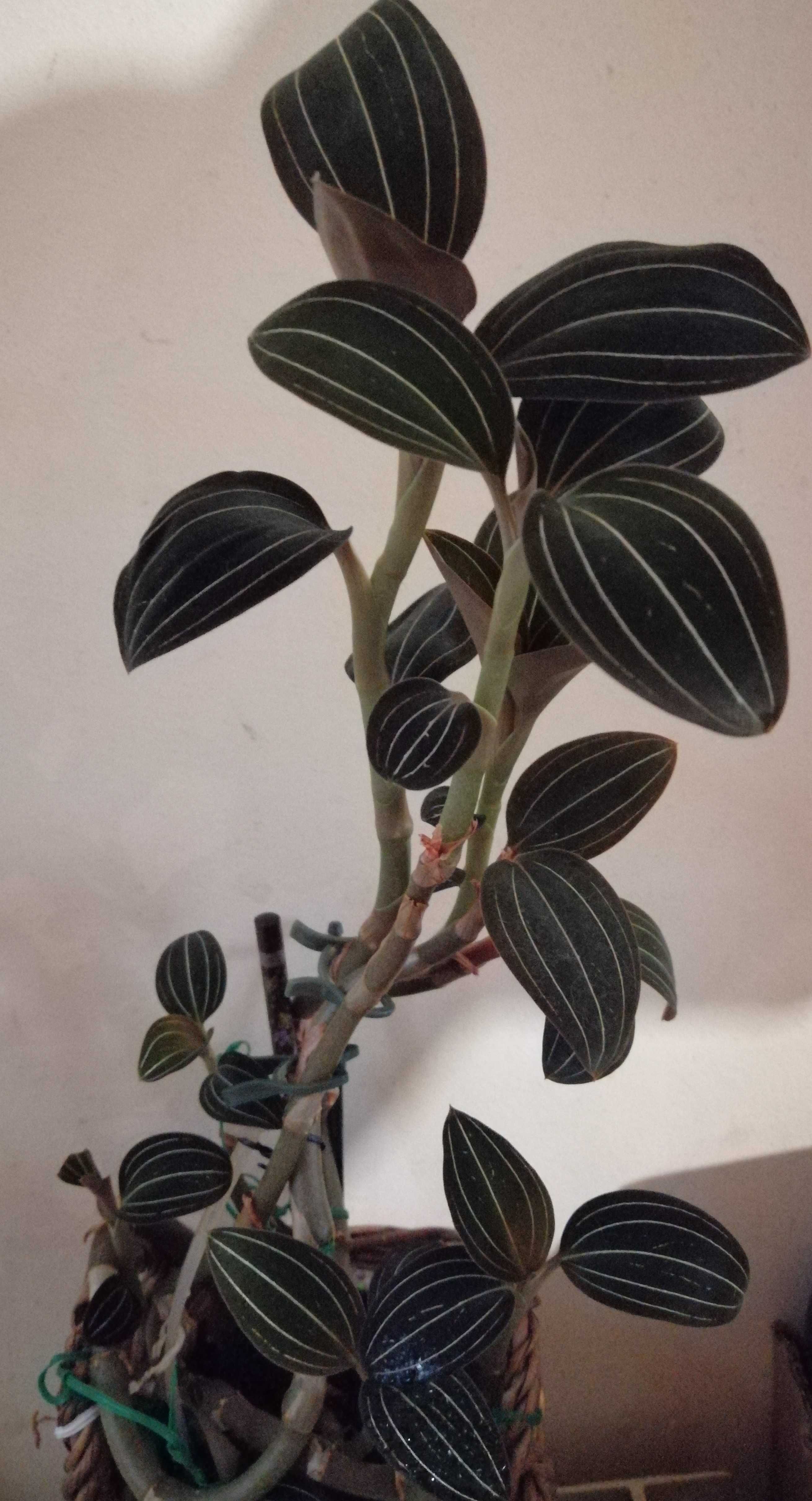 Ludisia discolor