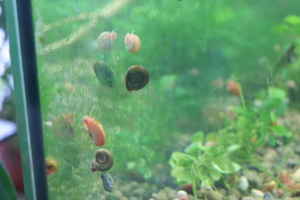Caracóis Planorbis Corneus sortidos