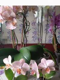 Продам орхидеи уже цвели.