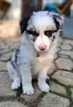 Border Collie Haczi Blue Merle