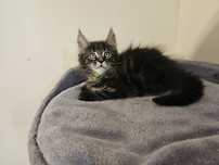Hodowla kotów rasowych Maine Coon AngelCat.pl