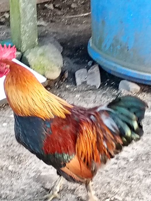 Para kur zielononóżek