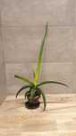 Sansevieria Star Canary