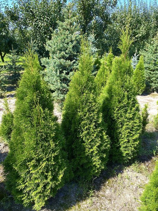 Tuja Szmaragd – gęsty, zielony żywopłot prosto od producenta