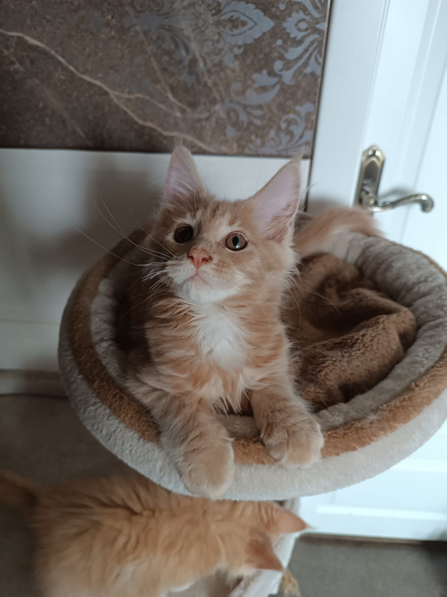 Maine coon FPL.Kotek,,kot rasowy