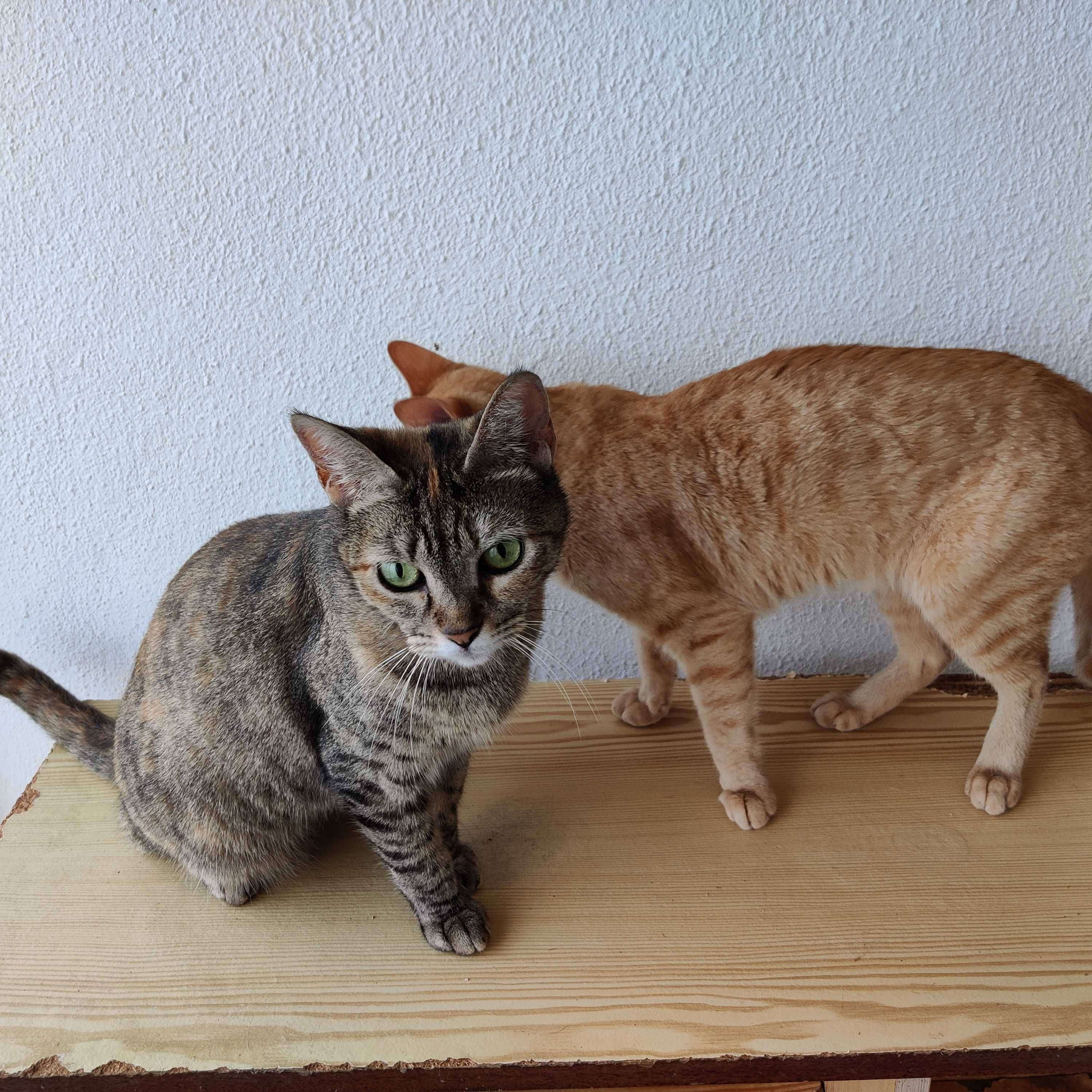 DUAS GATINHAS ADULTAS À PROCURA DE UM LAR PERMANENTE