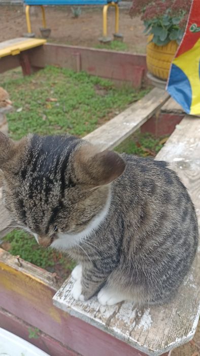 Ищу маму с папой)семью хороших добрых людей