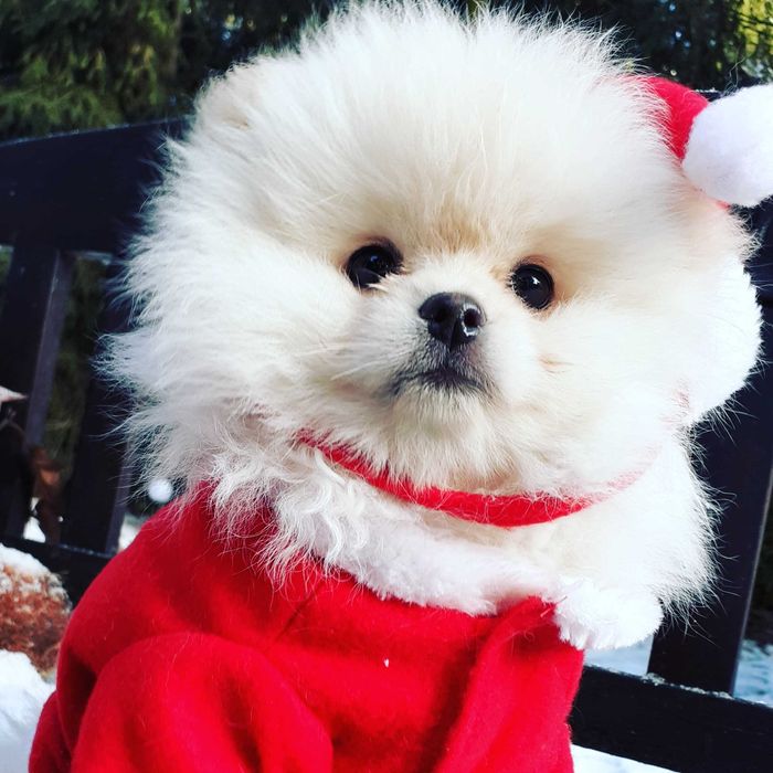 Piękna suczka, zadbana, info instagram