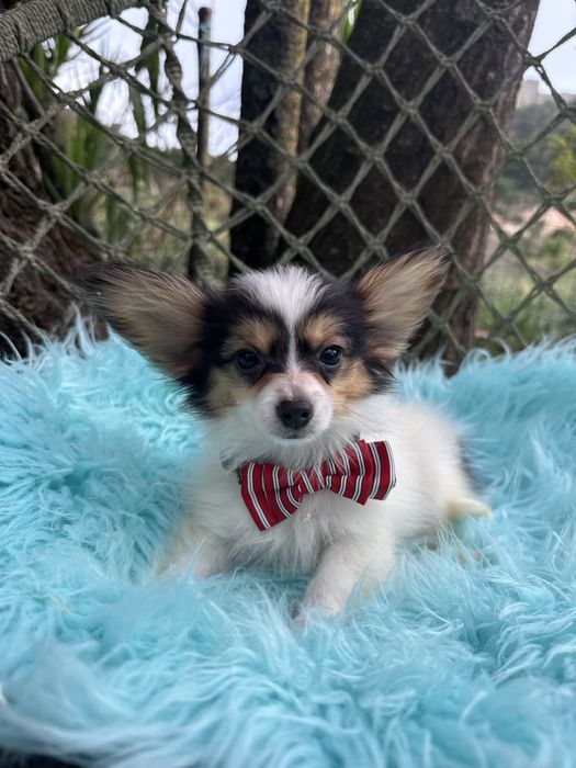Epagnuel Anão Continental Papillon