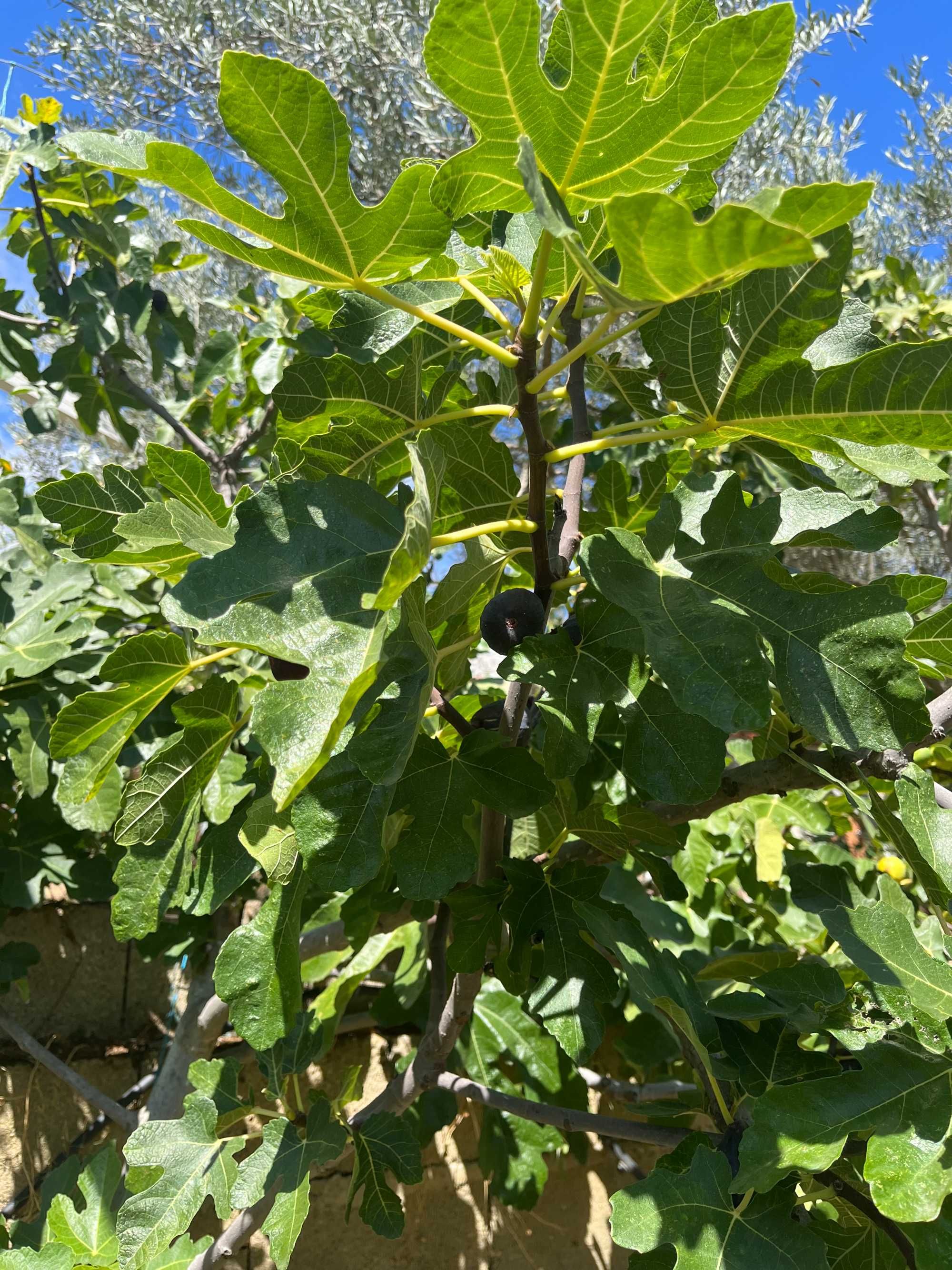 Figueiras/Abebreiras em vaso