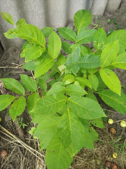 Грецкий орех. Саженцы 4-х летки есть сливы и вишни