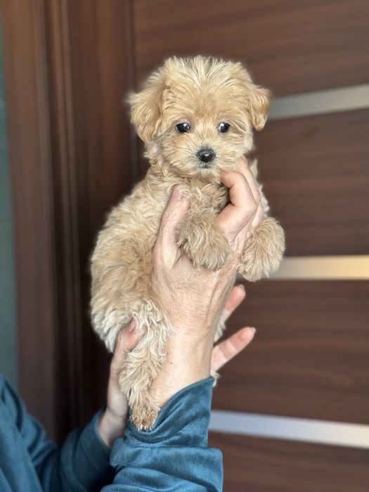 Мальтіпу дівчинка з ляльковою мордочкою міні мікро тікап той пудель