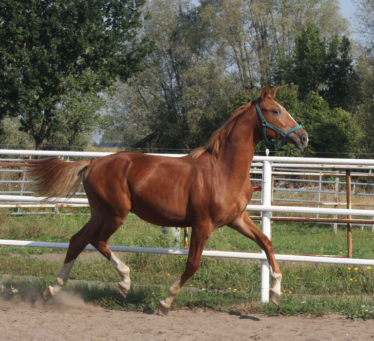 *** Ogierek wielkopolski ***