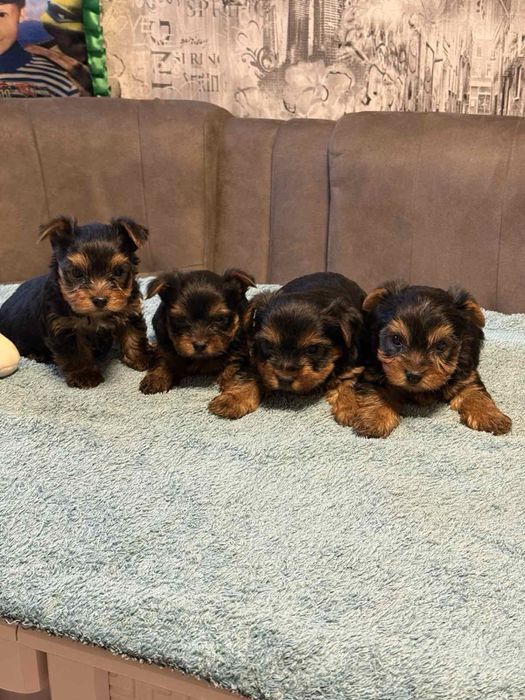 Продам міні Йорків