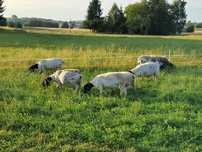 Baranek Tryk DORPER 100% czystorasowy, TRANSPORT