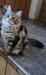 Koteczka Maine Coon FiFe
