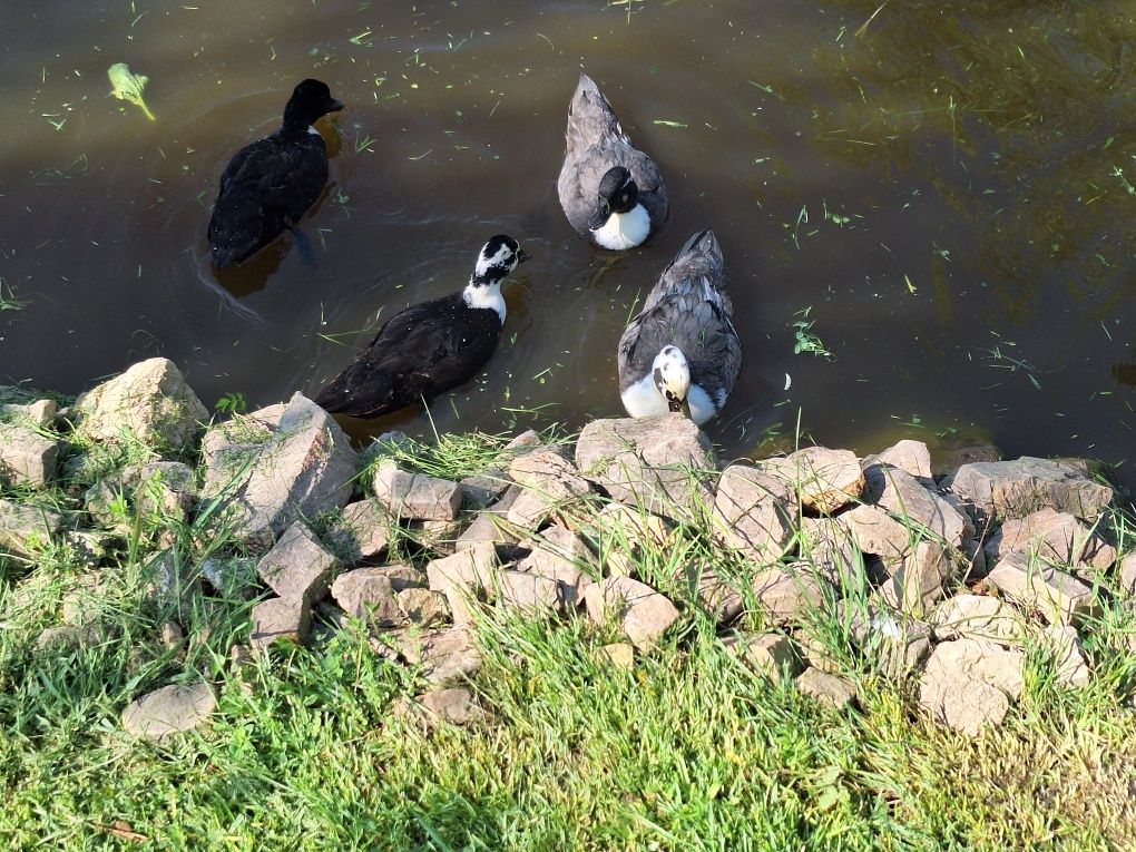Call duck tegoroczne