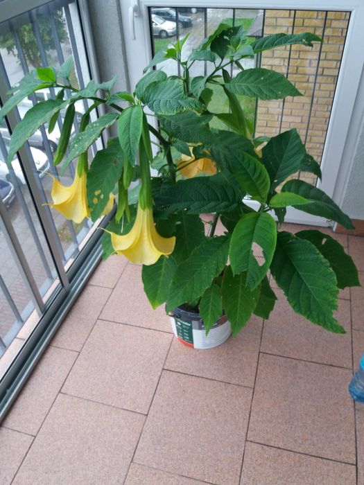 Kwiat Brugmansia (Anielskie Traby)