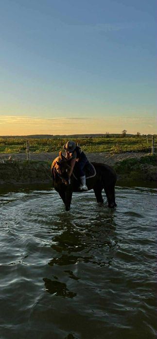 Sprzedam klacz, KWPN, 10 lat, 164 cm, woj. mazowieckie