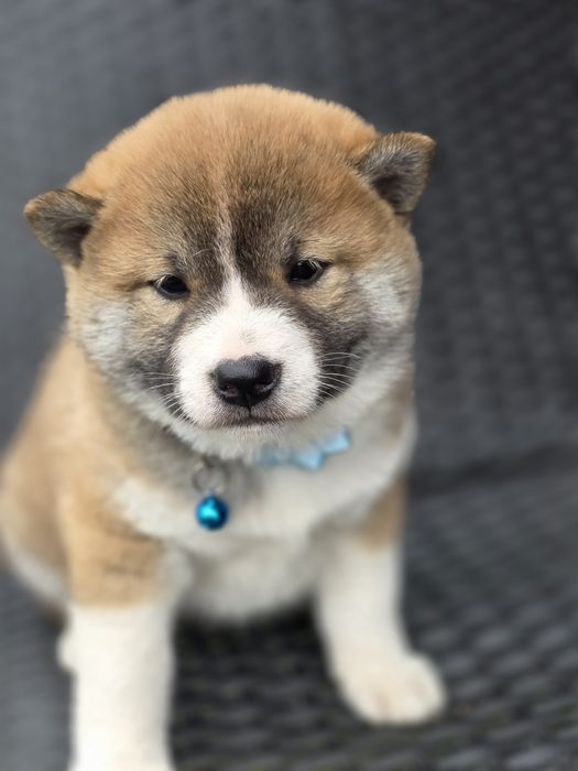 SHIBA INU piesek metryka szczeniak chip pies