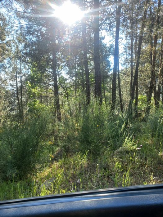 Cendo mata ou os pinheiros