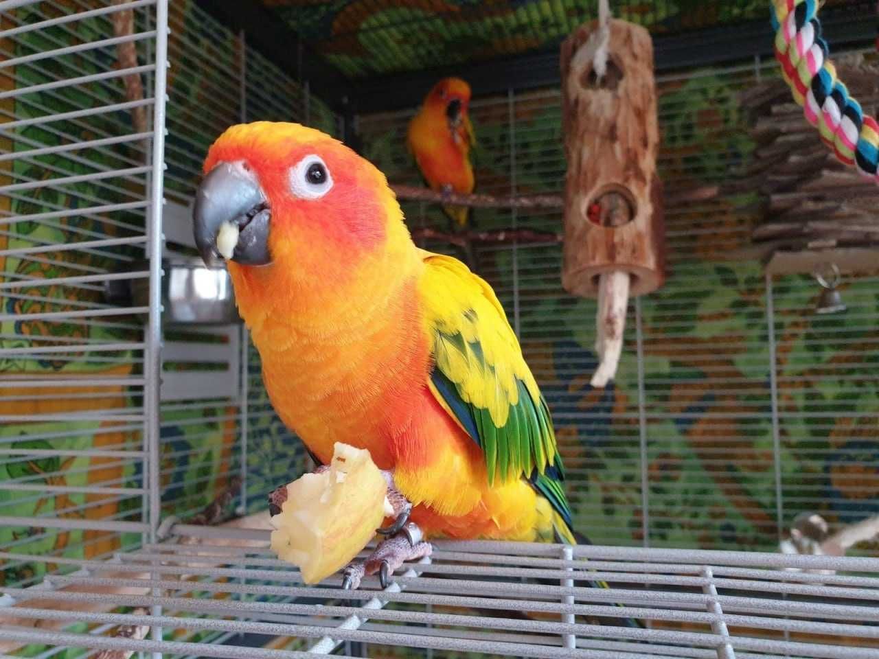Ручные попугаи разных видов:неразлучник,певчие,корелла,розелла