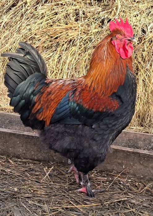 Півень Маран Чорно-Мідний